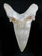 Large Auriculatus Shark Tooth - Dakhla, Morocco #28287-1